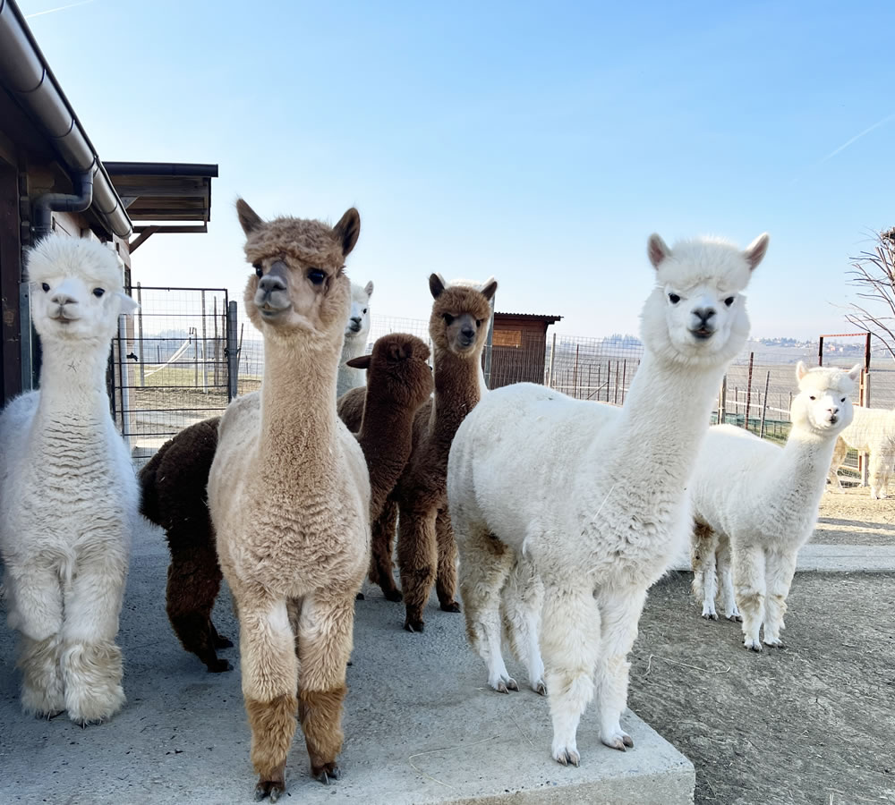 alpaca-valtidone